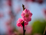 春天桃花