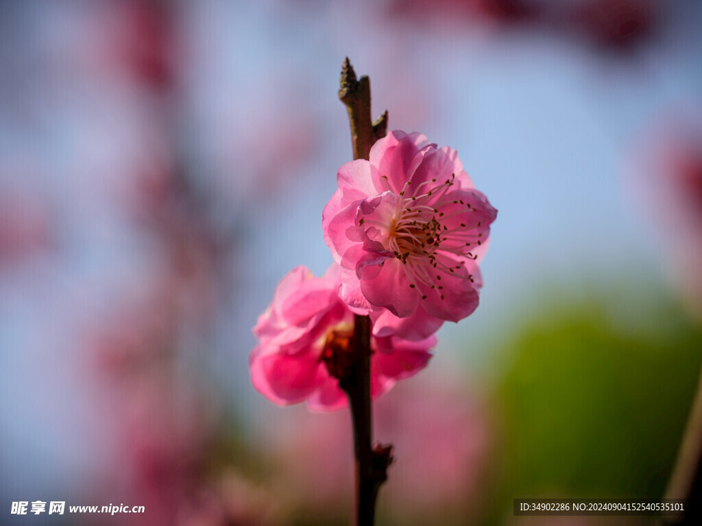 春天桃花