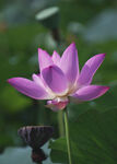 一朵莲花