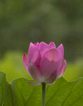 夏日莲花