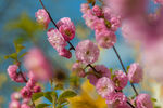 粉色樱花
