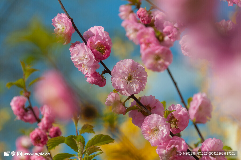 粉色樱花