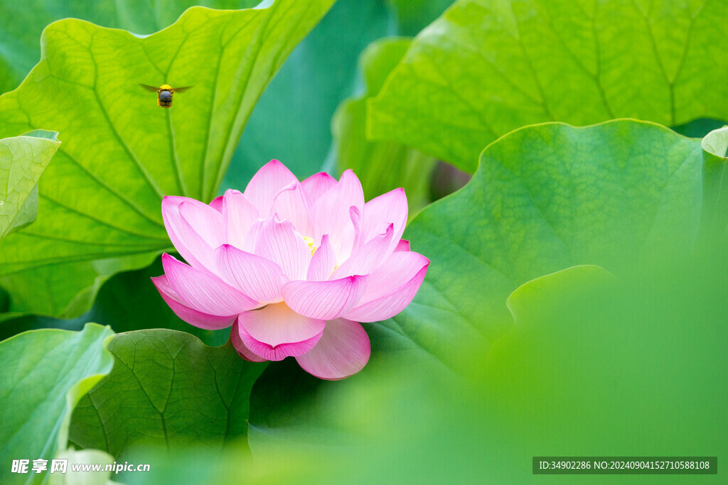 夏日莲花