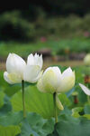 白色莲花
