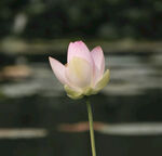 夏日莲花