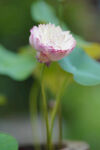 莲花池 