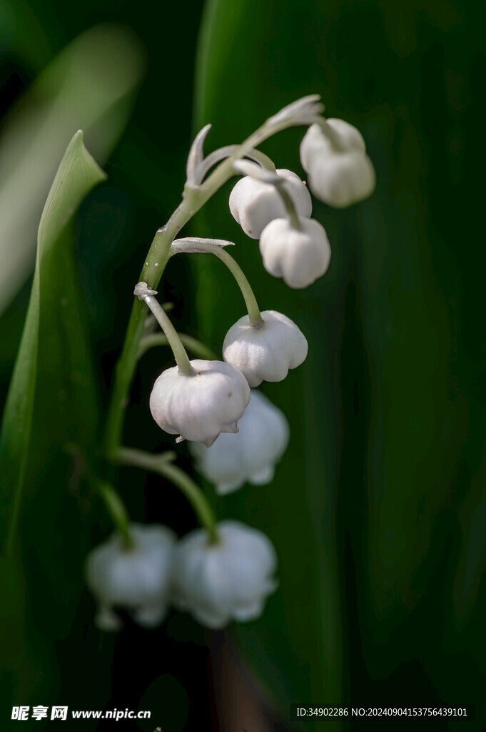 铃兰花