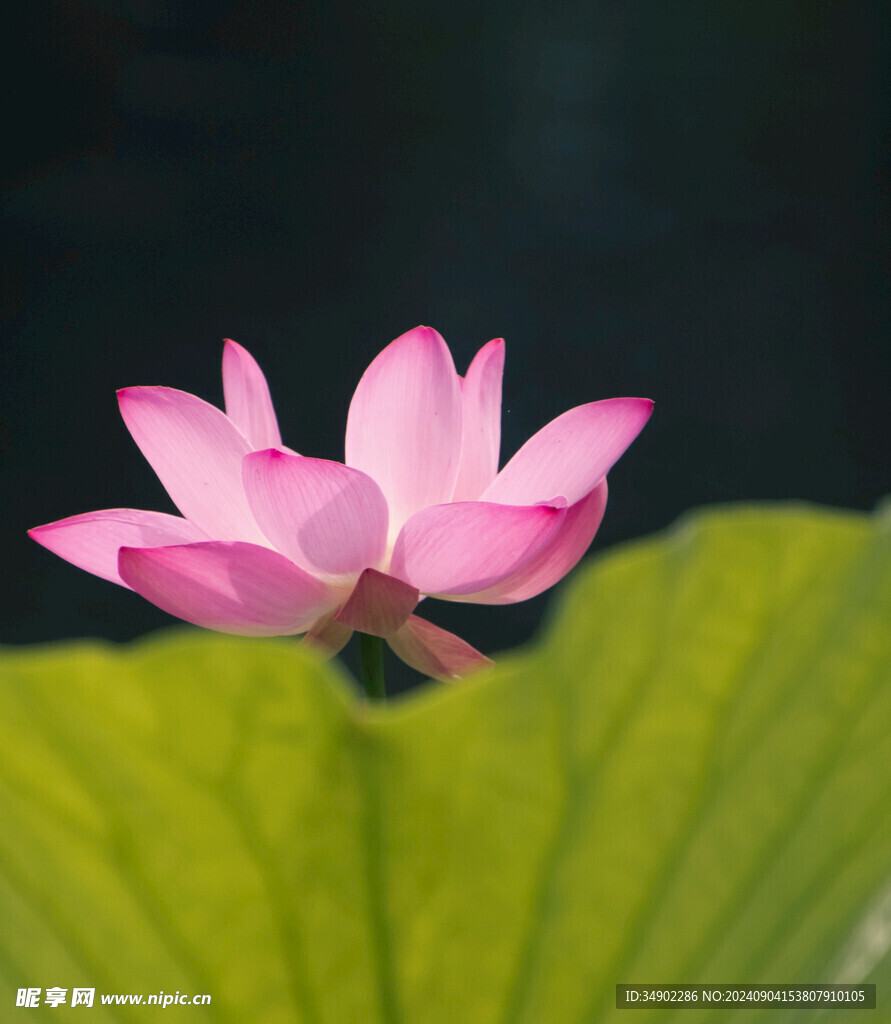 夏日莲花