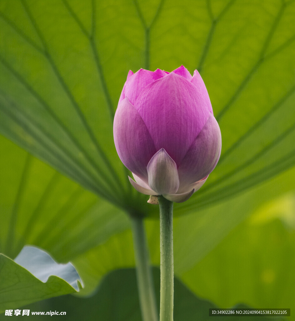 夏日莲花