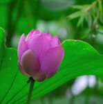 夏日莲花