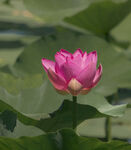 粉色莲花