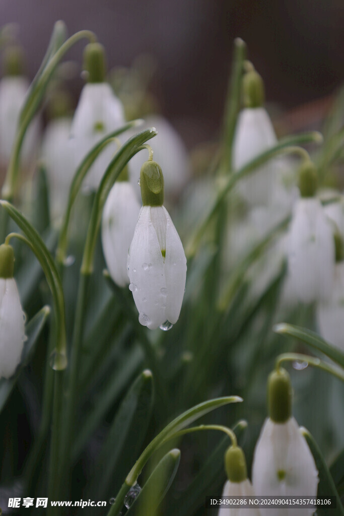 雪莲花