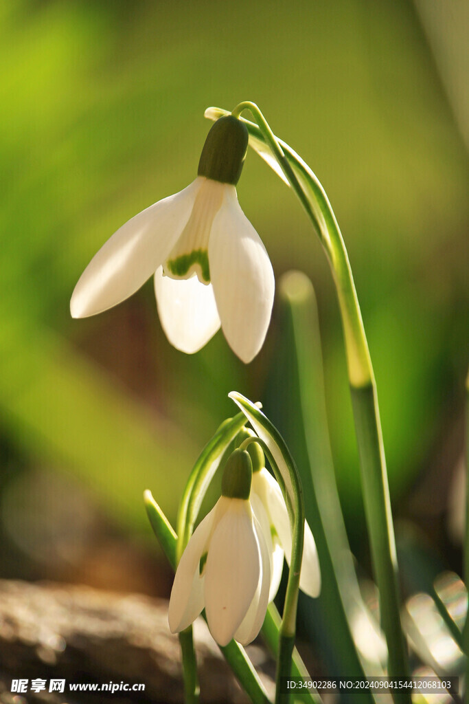 雪莲花