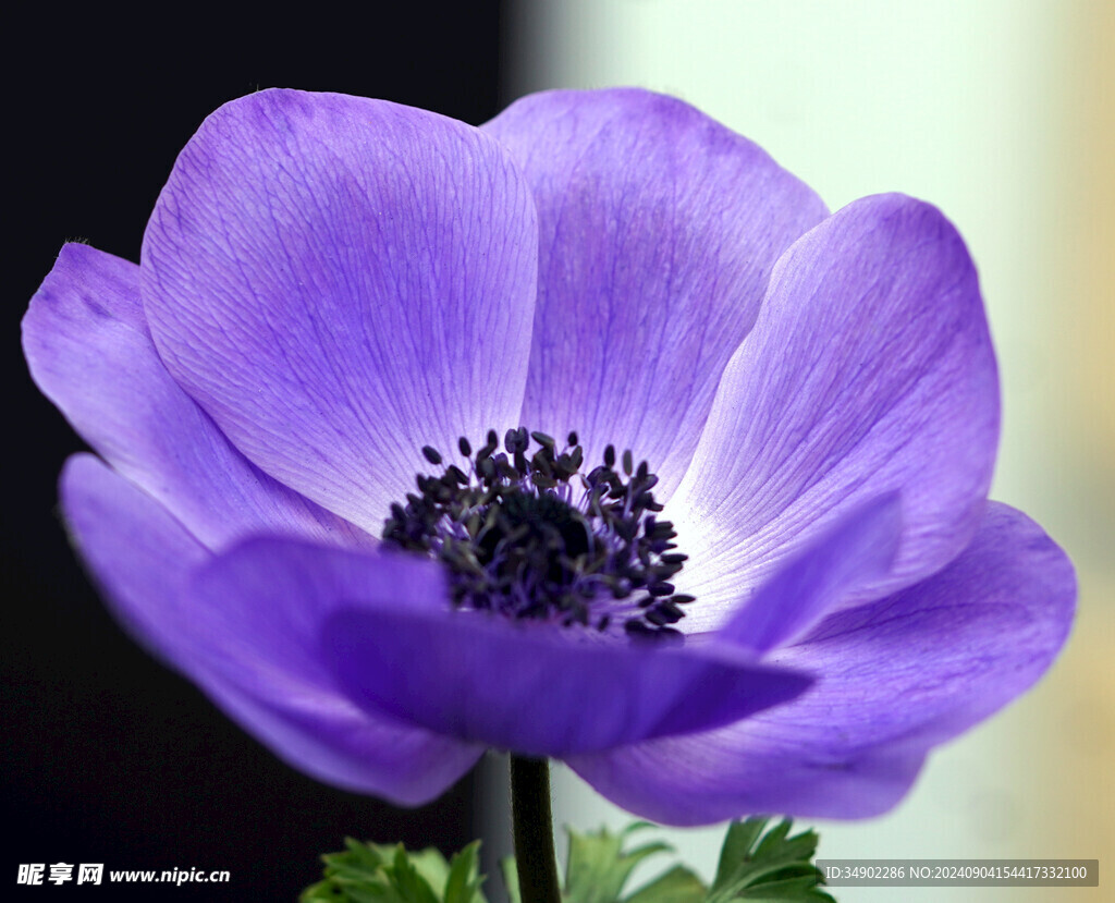块茎银莲花