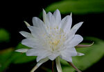 昙花 