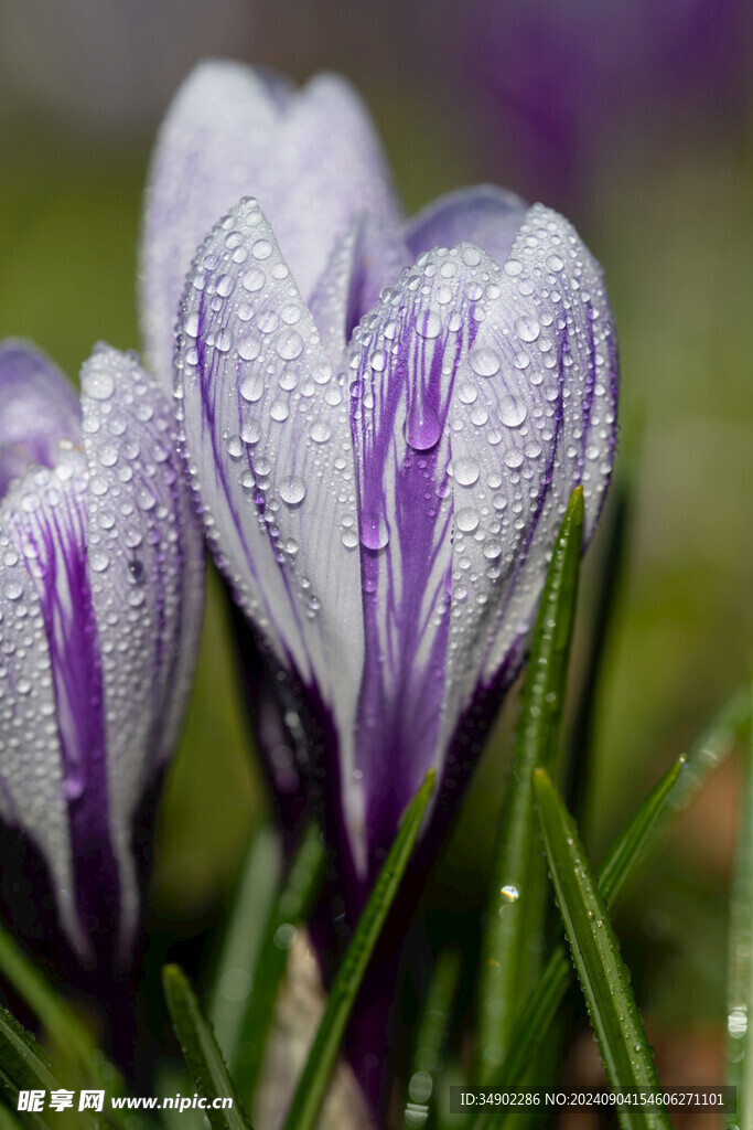 雨后番红花