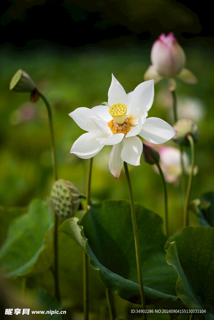 夏日莲花