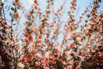 粉色桃花