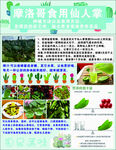 仙人掌