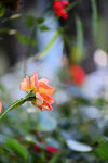 玫瑰花