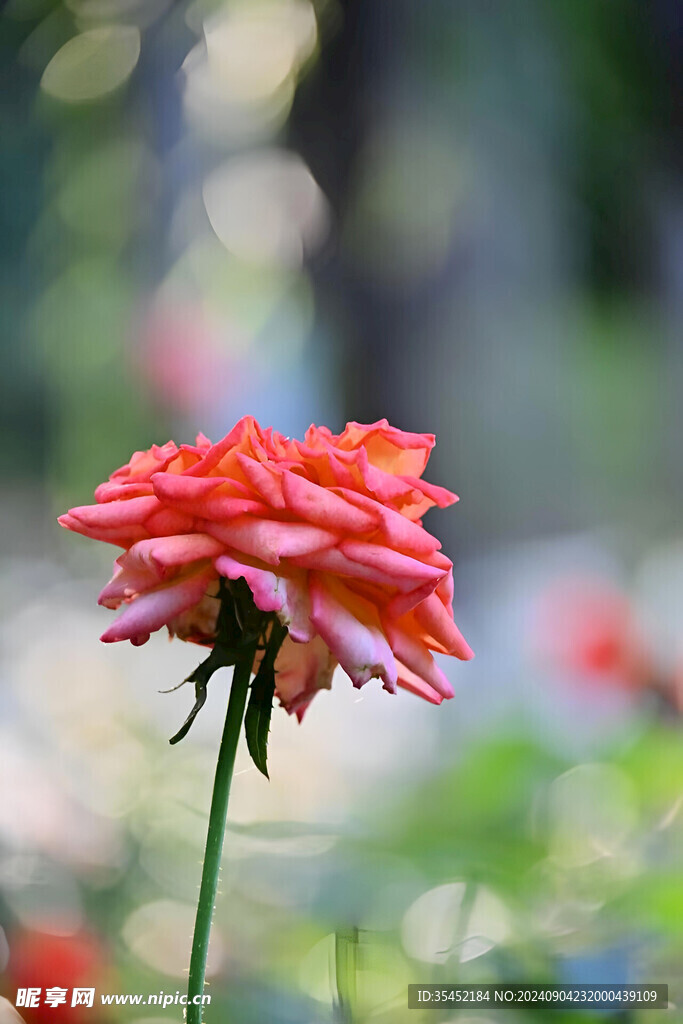 玫瑰花