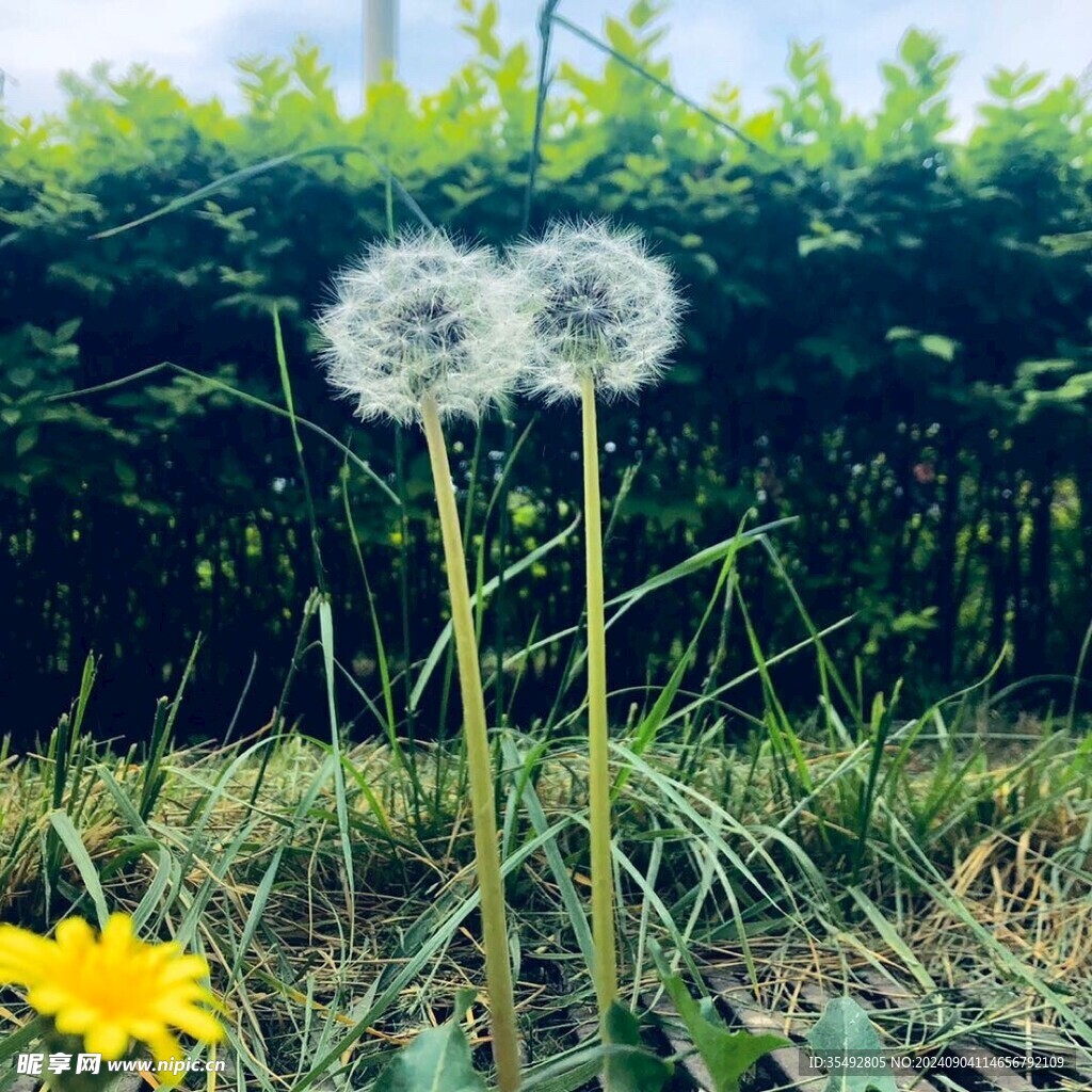 蒲公英的浪漫
