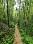 林间小路