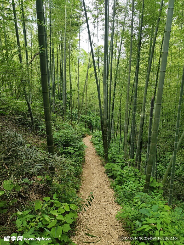 林间小路