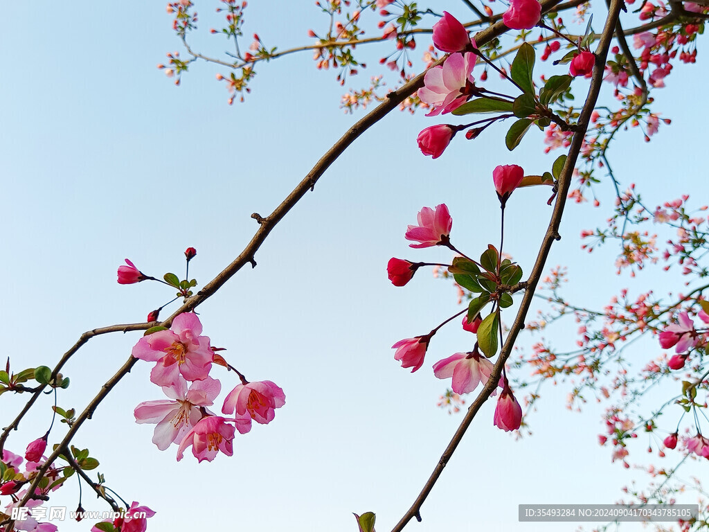 海棠花