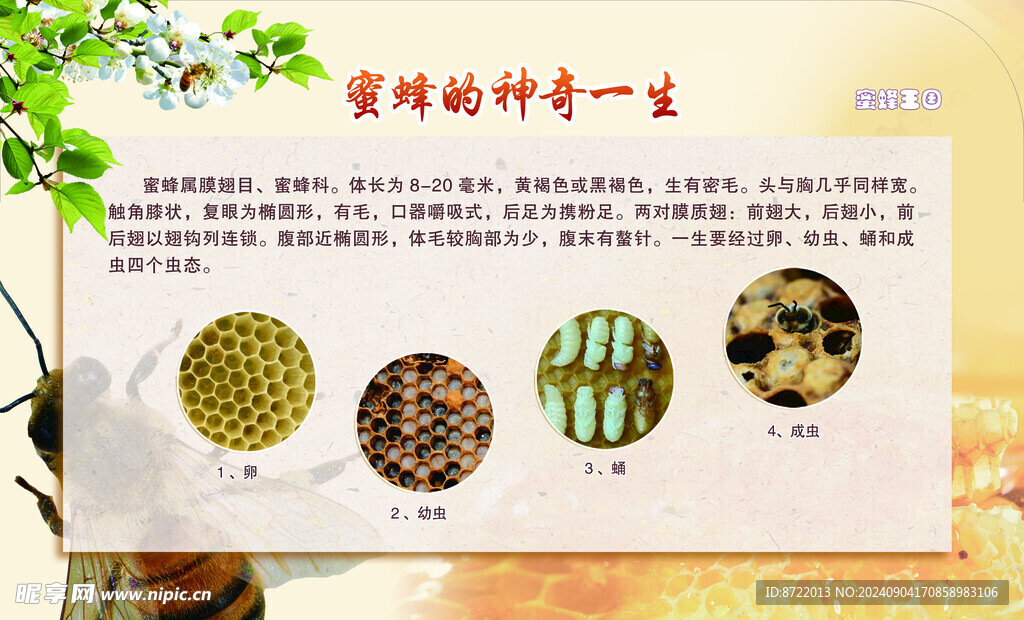蜜蜂