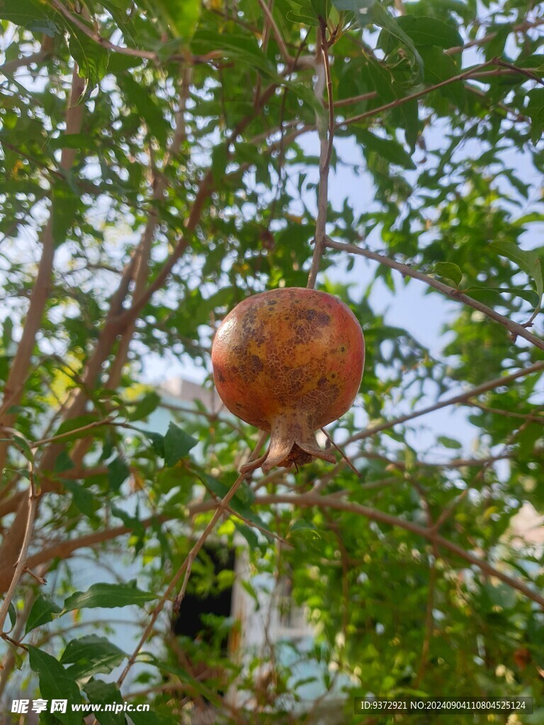 石榴树