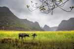 山