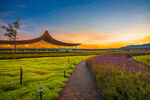 花草风景