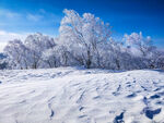 冬季雪景