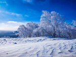 冬季雪景 