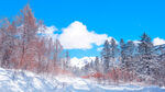 冬季雪景