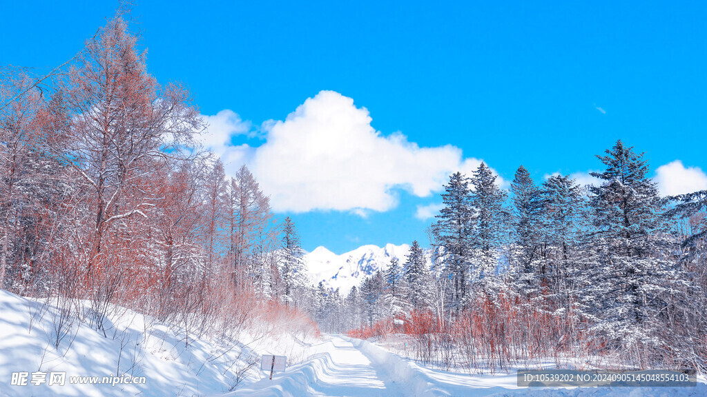 冬季雪景