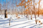 冬季雪景