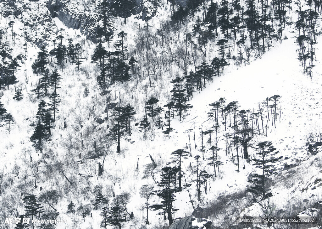 冬季雪景