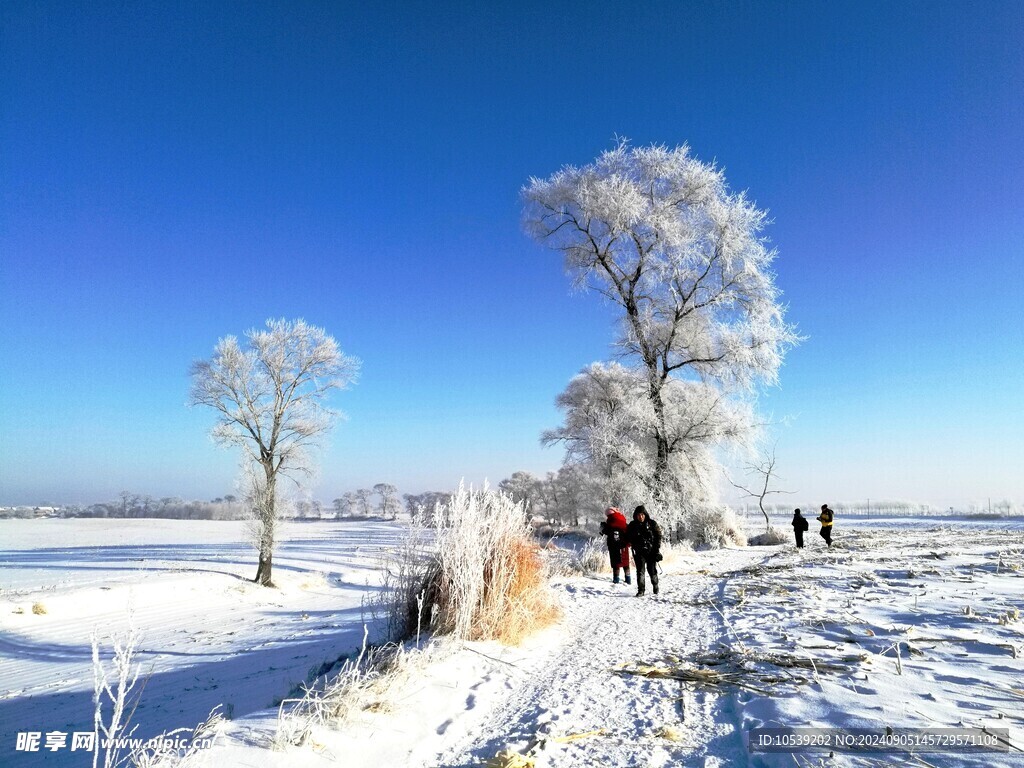 冬季雪景