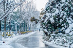冬季雪景 