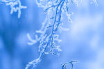 雪景