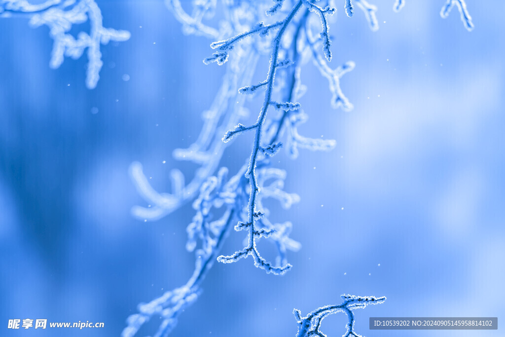 雪景