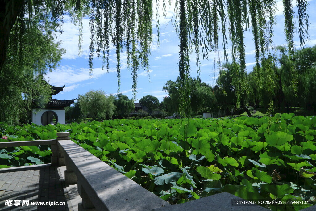 公园风景 