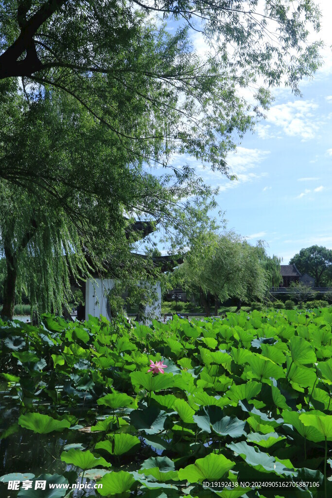 公园风景 