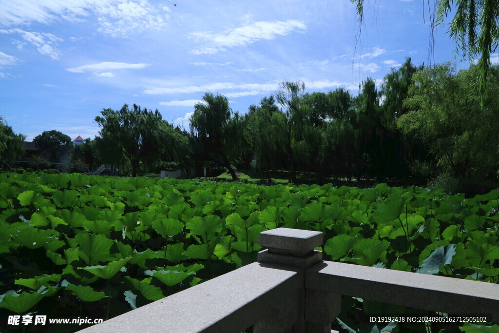 公园风景  