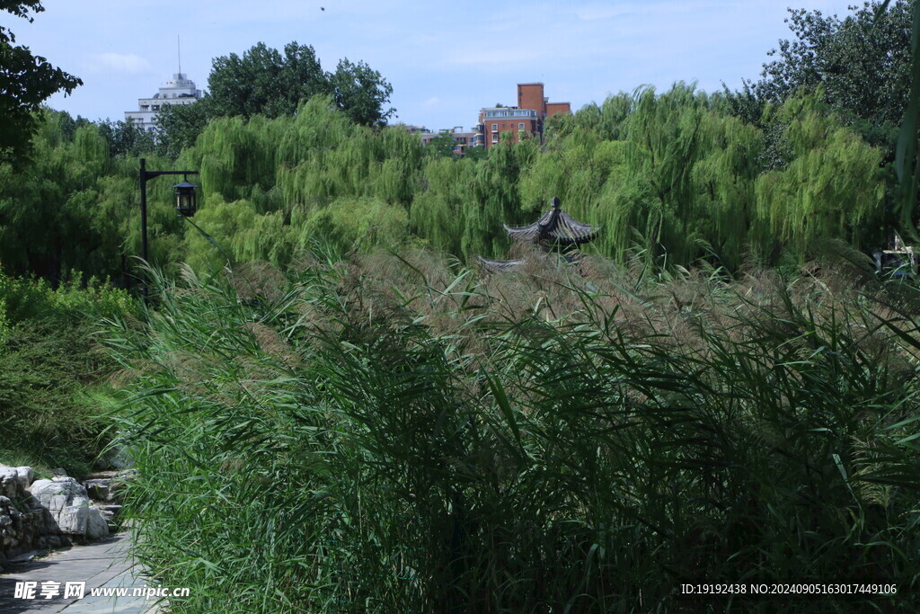 公园风景  