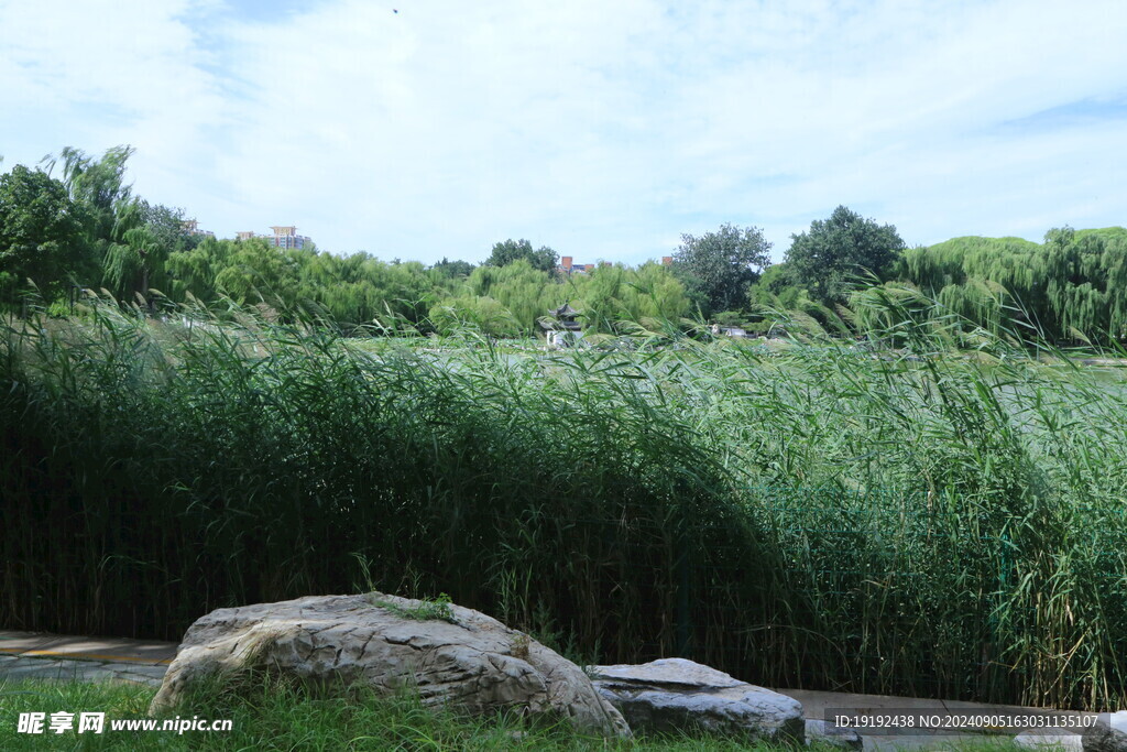 公园风景 