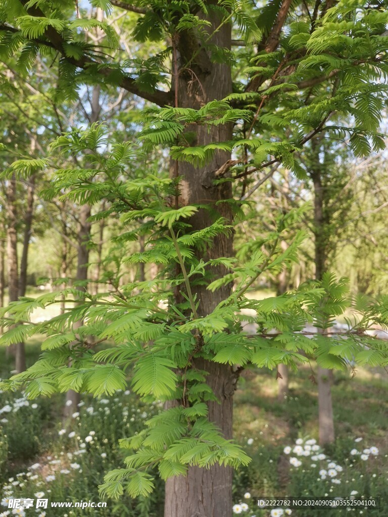 花草树木