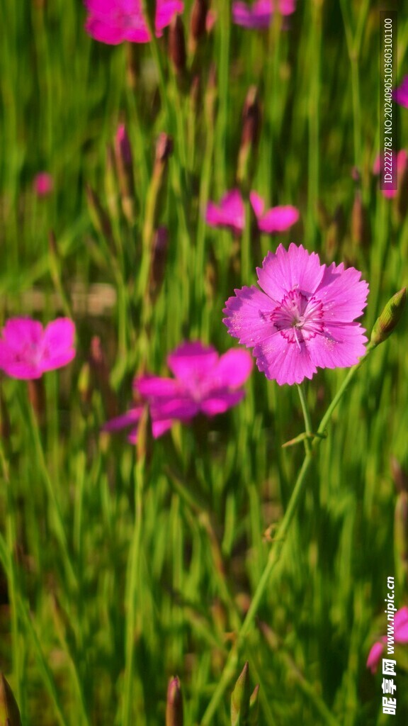 花草